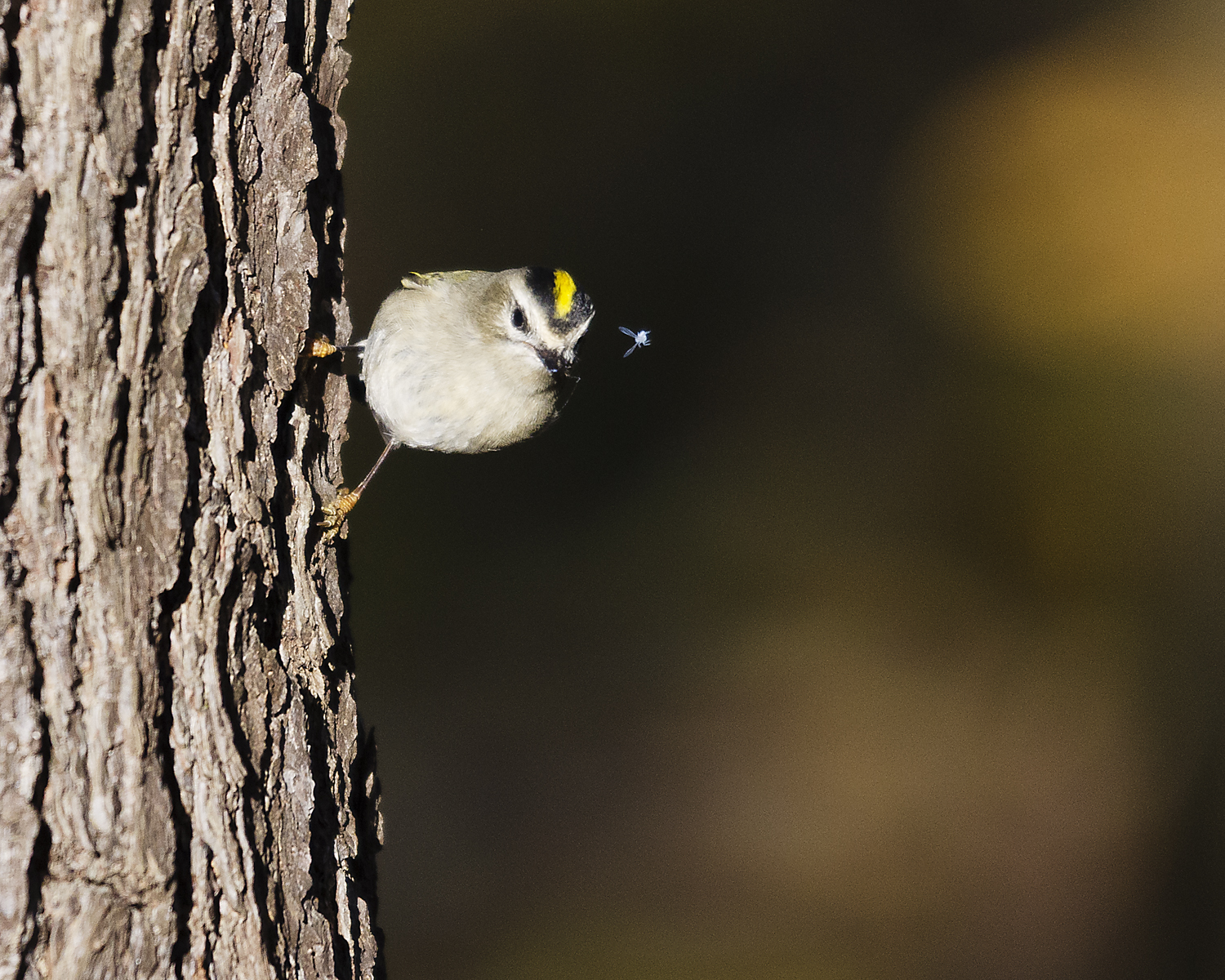Golden-Crowned Kinglet