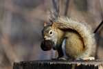 American, Red, Squirrel