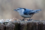 White, Breasted, Nuthatch