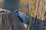 Downy, Woodpecker