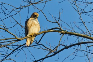 Red, Tailed, Hawk, Raptor