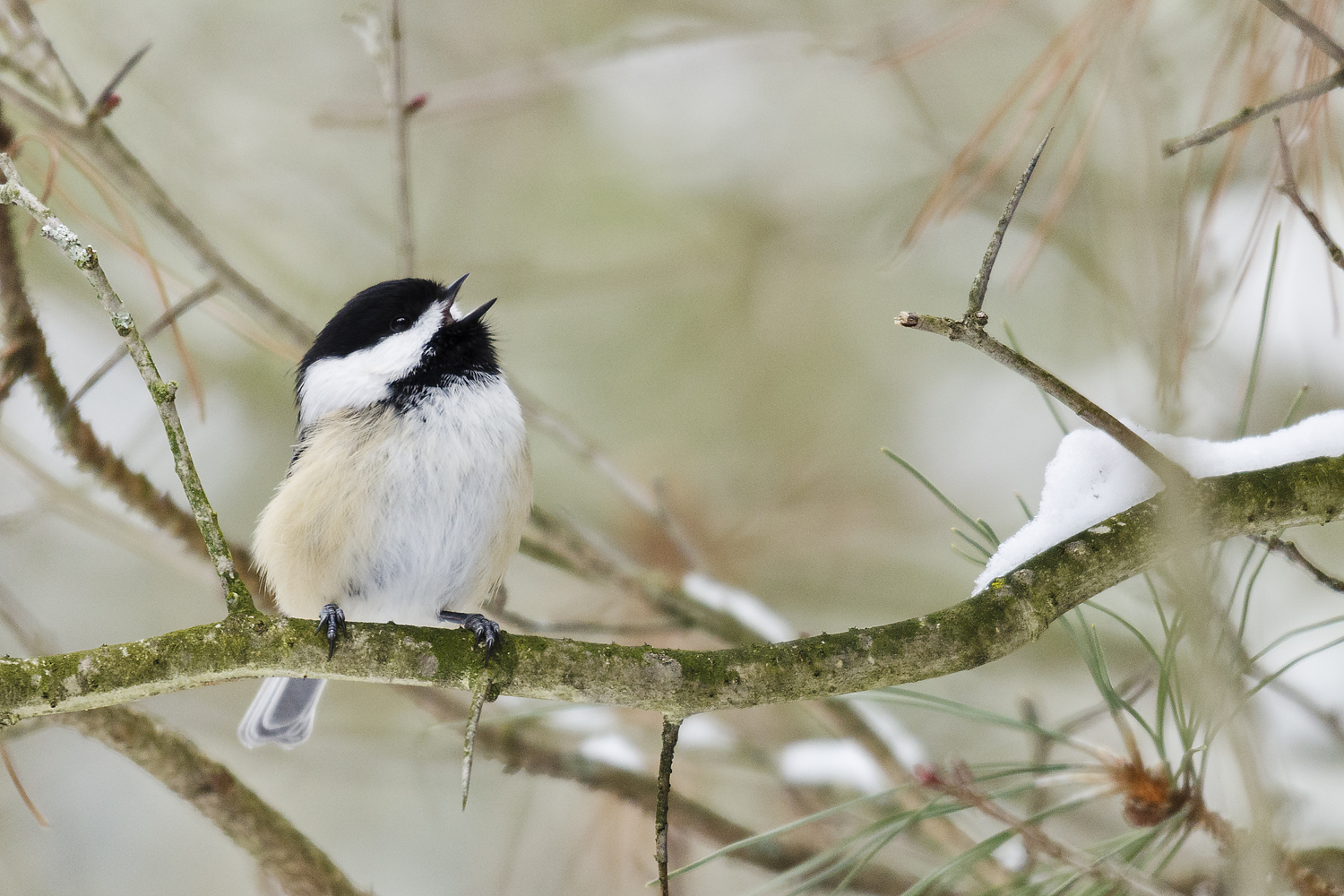 Chickadee, Black-Capped