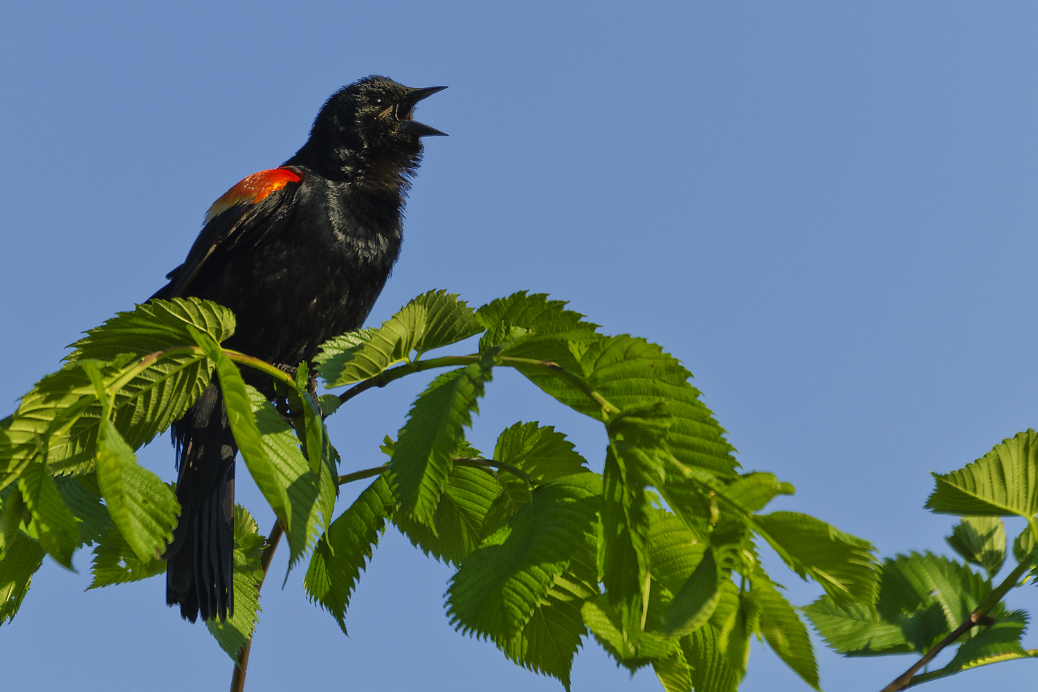 Red-Winged Blackbirds
