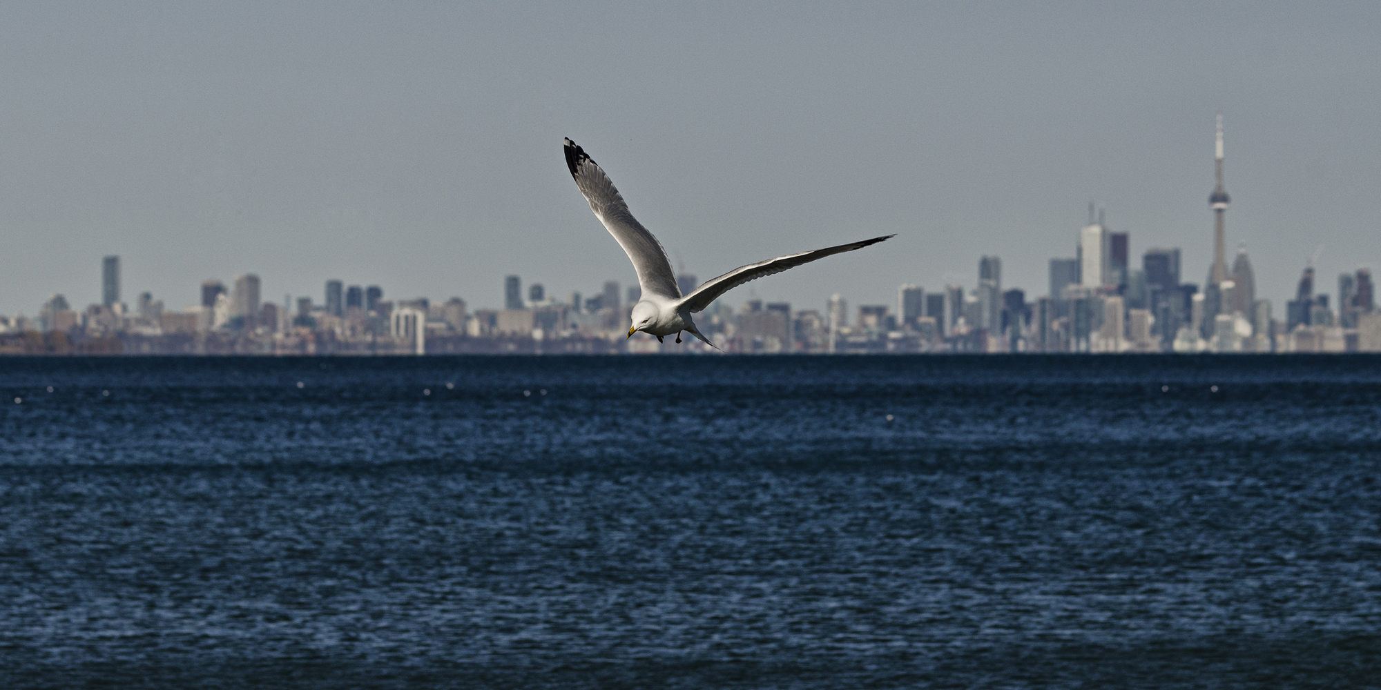 Seagull against the Toronto skyline