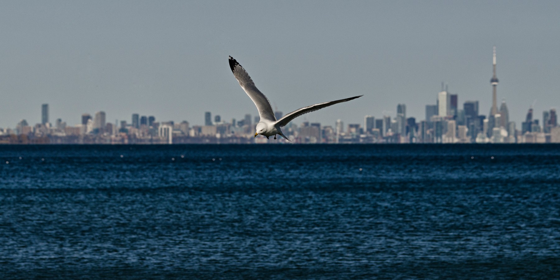 Seagull, Toronto, skyline, lake
