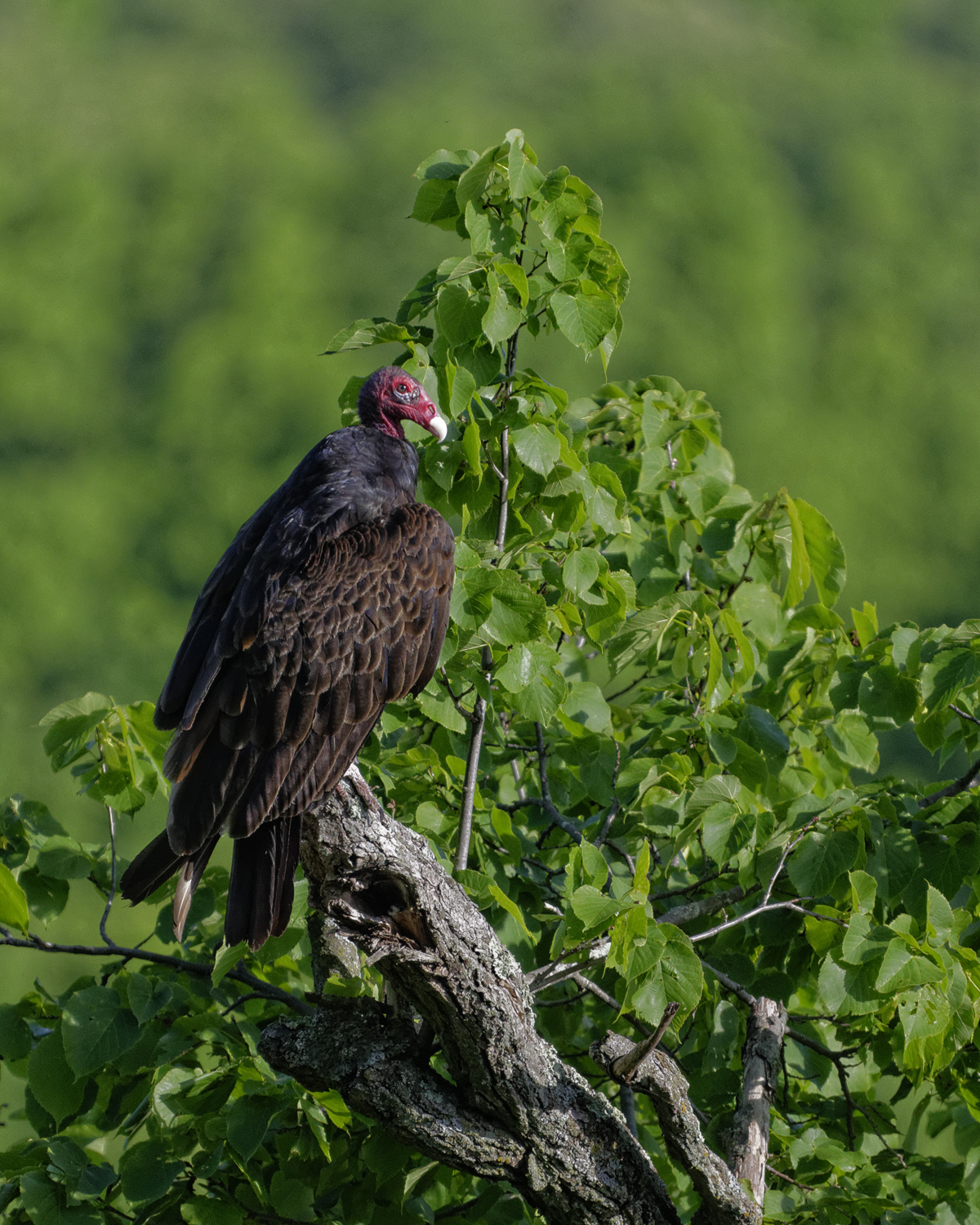 Turkey Vulture
