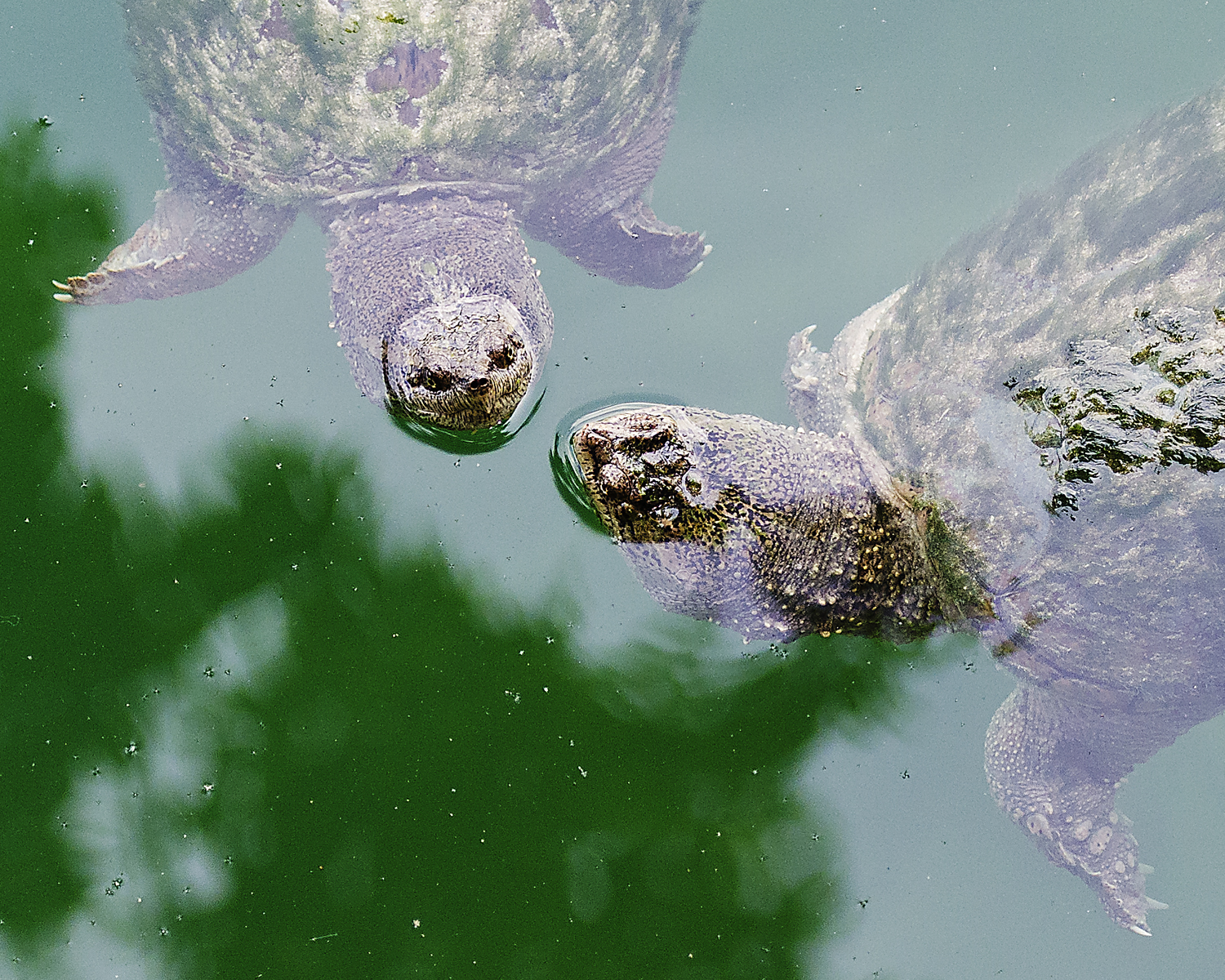 Snapping, Turtles, Turtle, Crawford, Lake