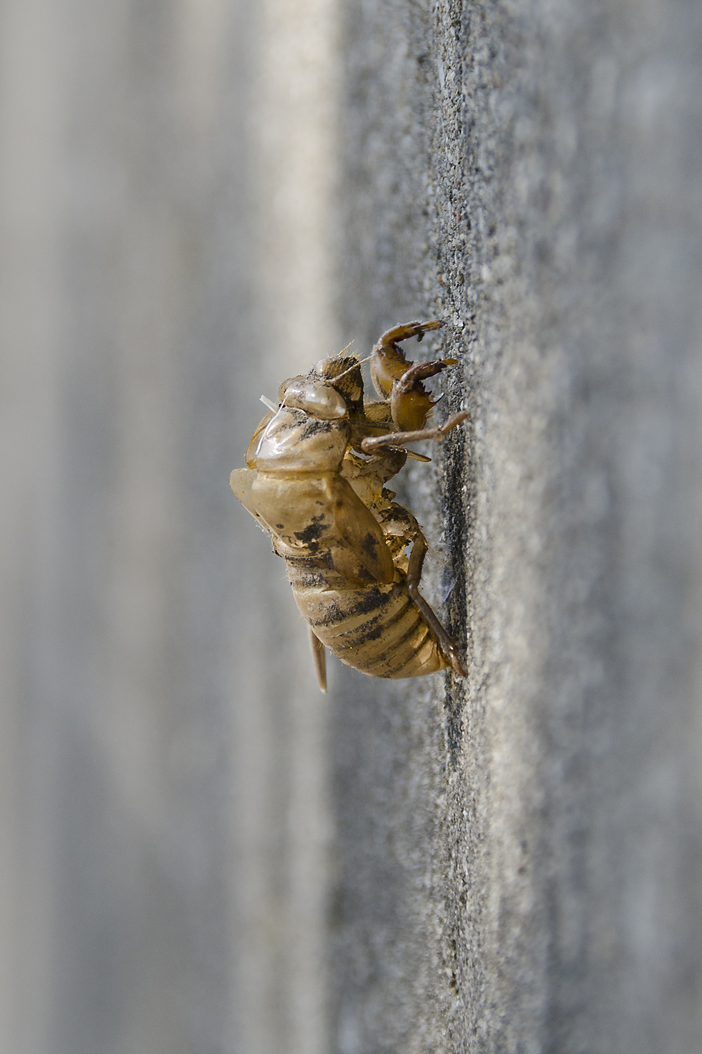 Cicada exuvia