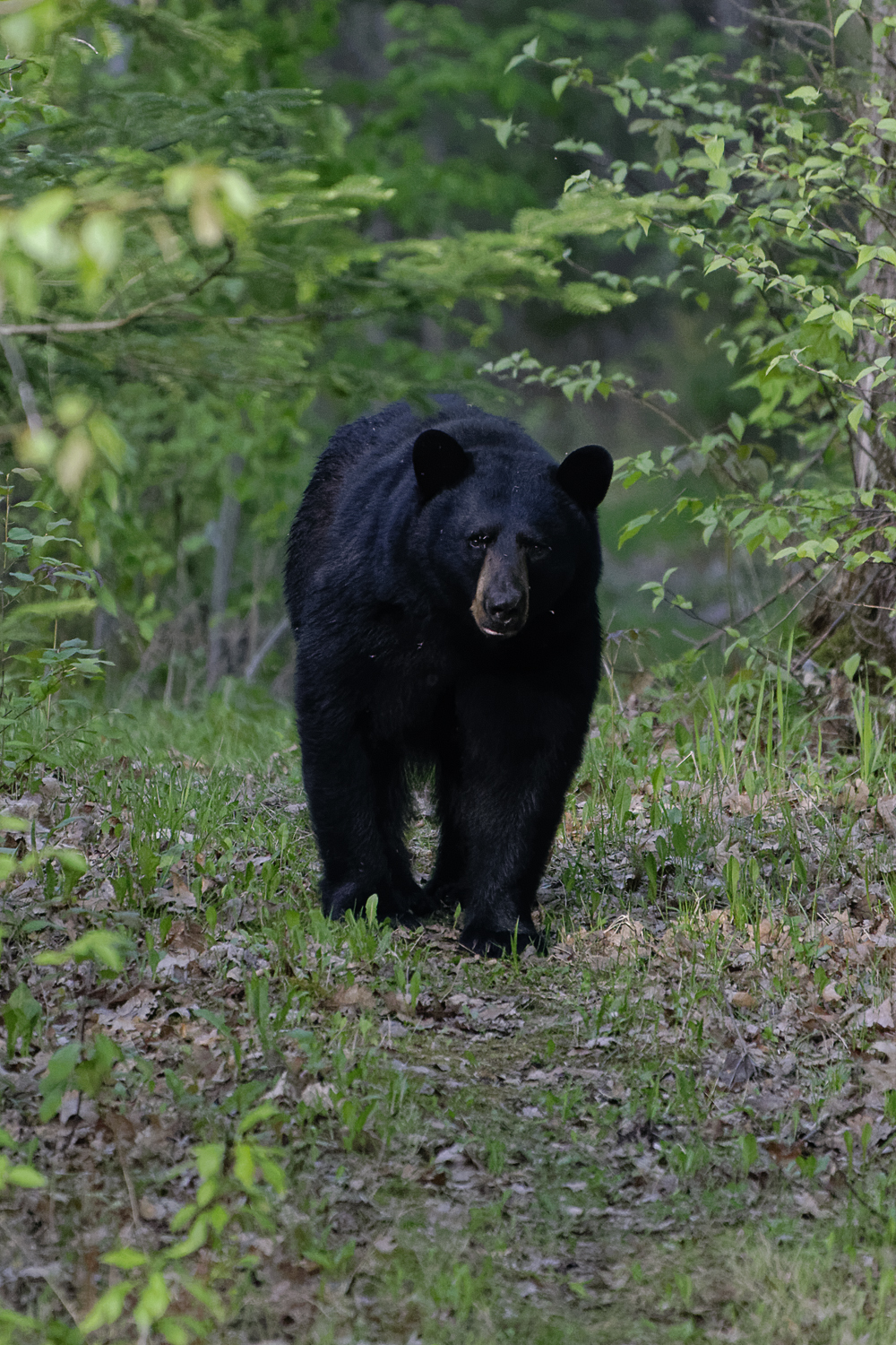 Black Bear, Bear, Ursus americanus