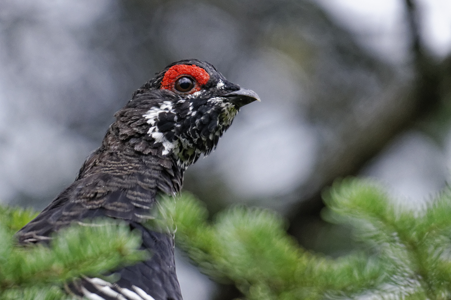 Spruce Grouse