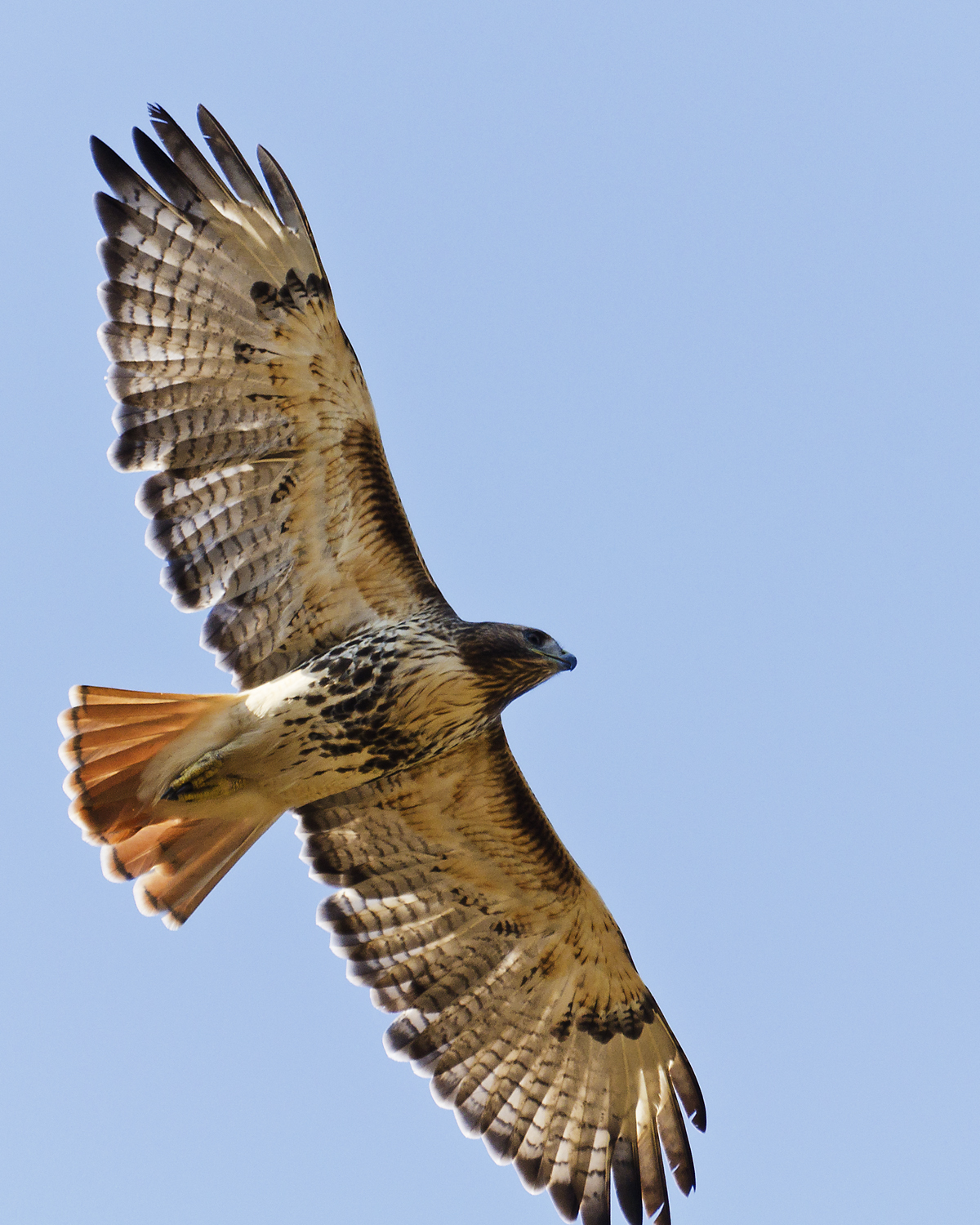 Red-Tailed Hawk
