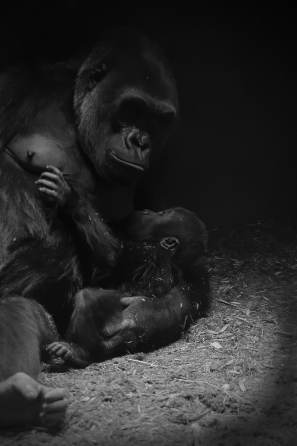 Gorilla gorilla, Gorilla