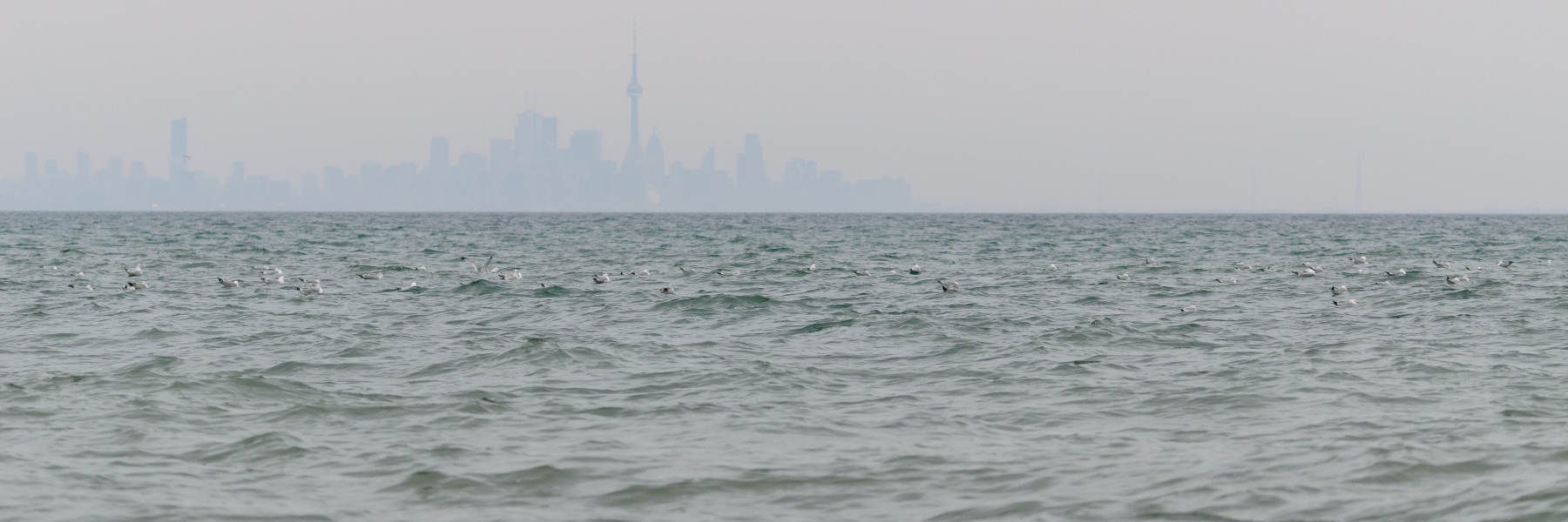Seagulls against a misty Toronto skyline.
