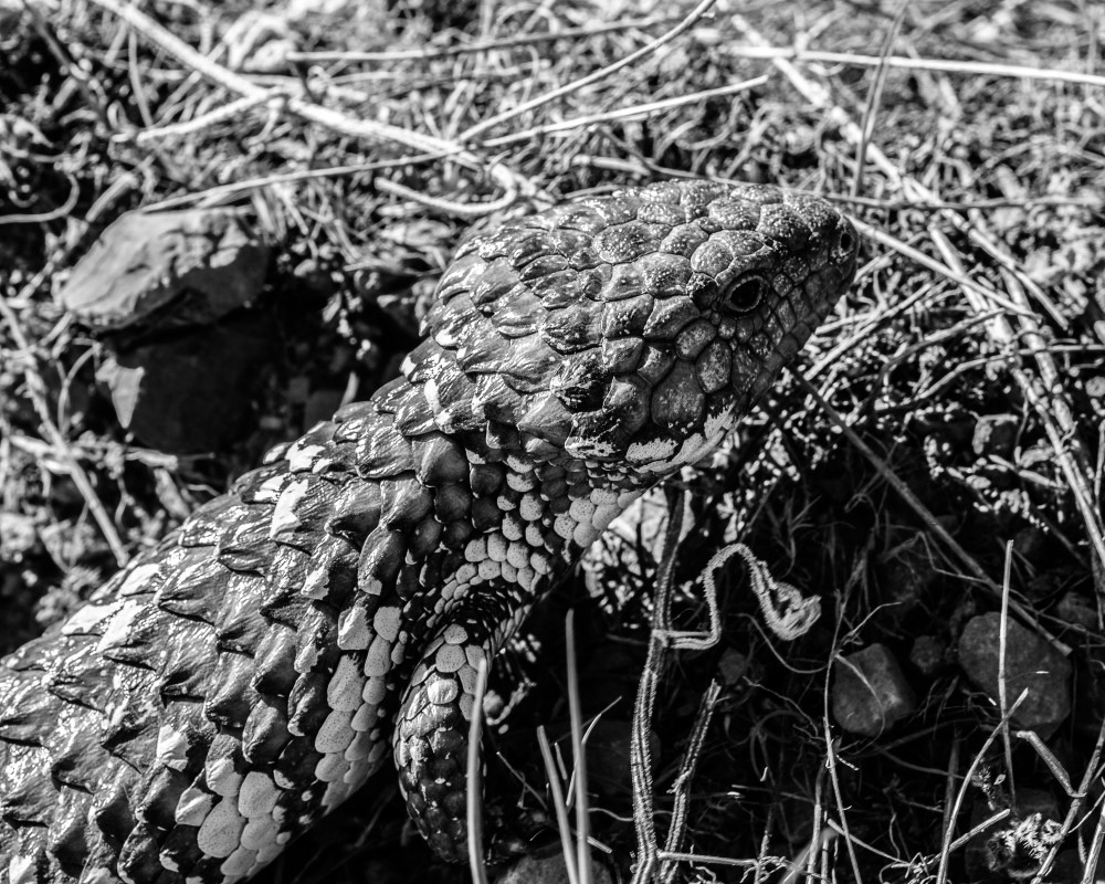 A Sleepy Lizard by the roadside in Australia.